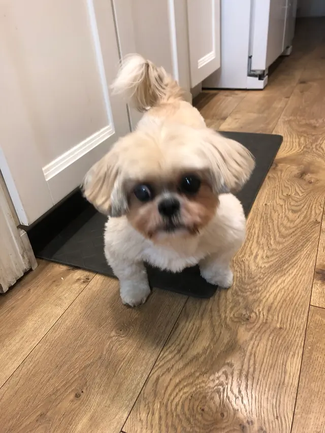 Customer photo of work by Dogtopia of San Jose, from Shirley Rael's review