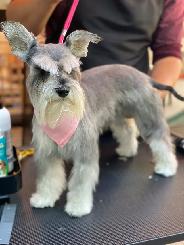 Unity Bulldogs Pet Grooming — photo from the business 1
