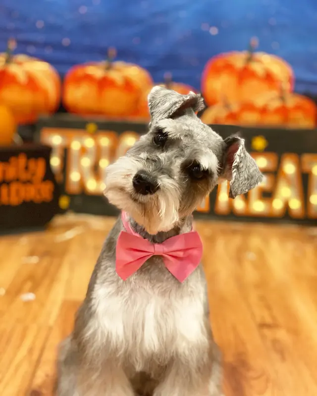 Unity Bulldogs Pet Grooming — photo from the business 10