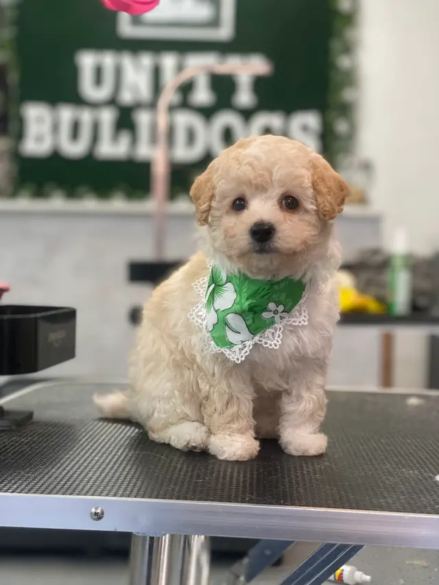 Unity Bulldogs Pet Grooming — photo from the business 4