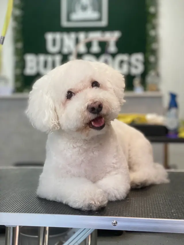 Unity Bulldogs Pet Grooming — photo from the business 8