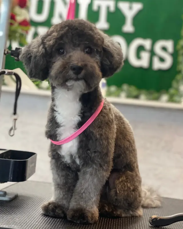 Unity Bulldogs Pet Grooming — photo from the business 7