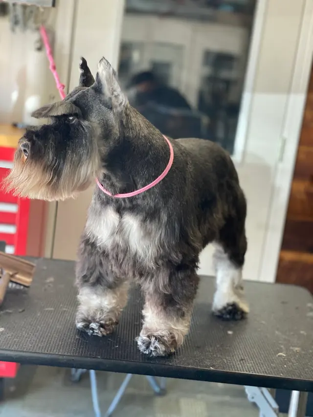 Unity Bulldogs Pet Grooming — photo from the business 6