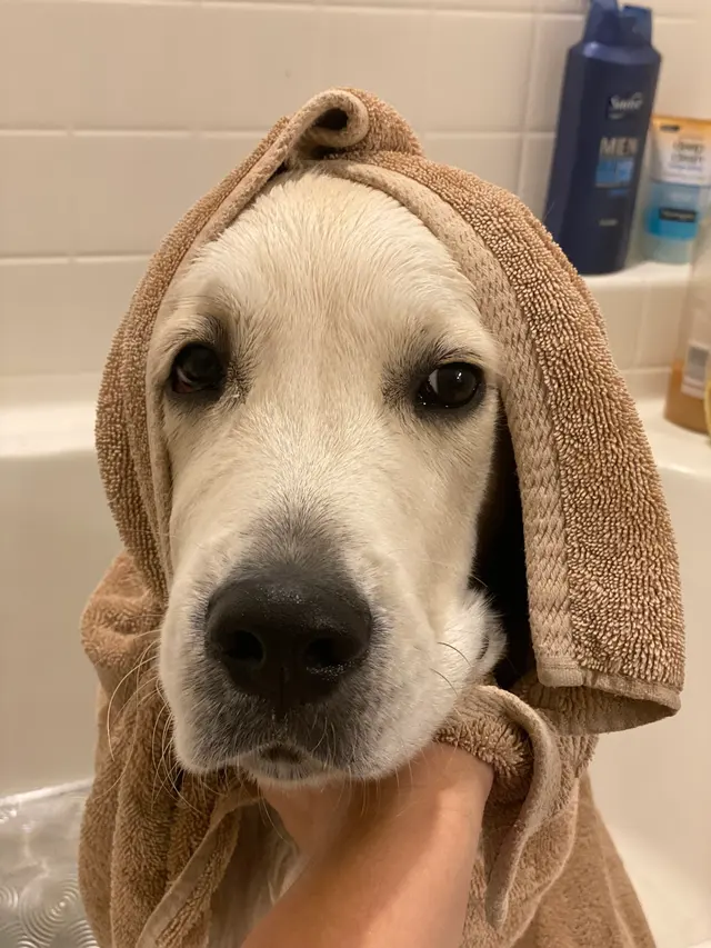 Unity Bulldogs Pet Grooming — photo from the business 11