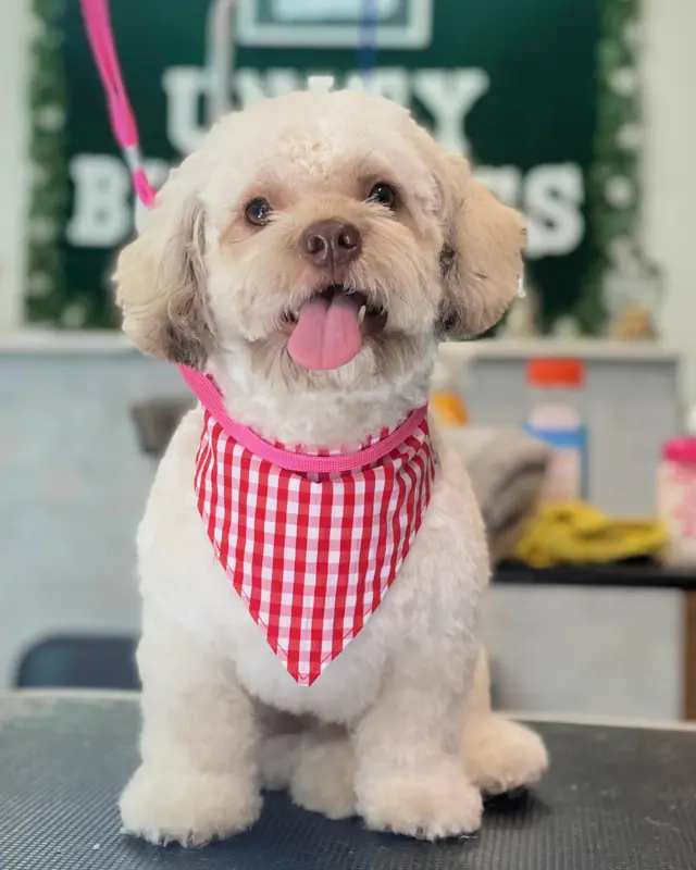Unity Bulldogs Pet Grooming — photo from the business 5