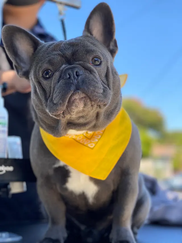 Unity Bulldogs Pet Grooming — photo from the business 9