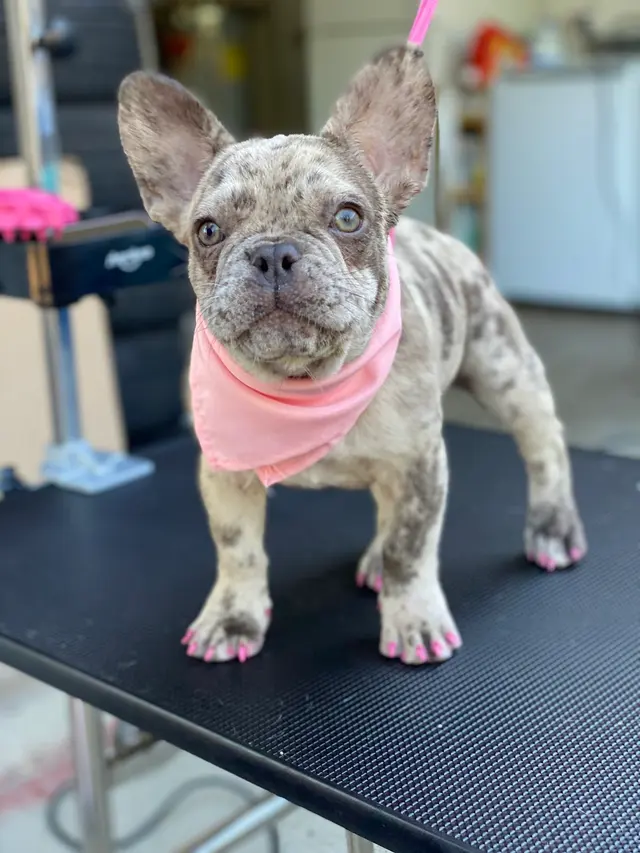 Unity Bulldogs Pet Grooming — photo from the business 2