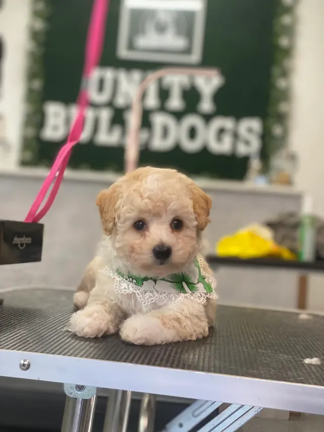 Unity Bulldogs Pet Grooming — photo from the business 12