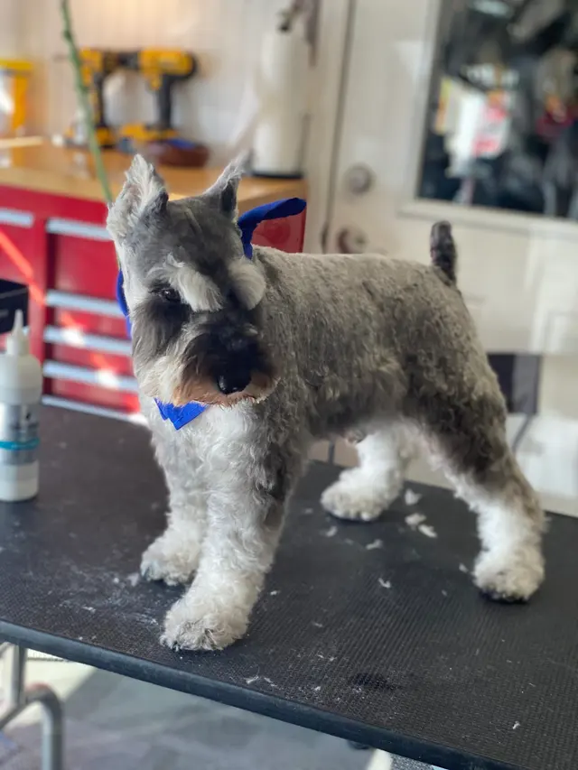 Unity Bulldogs Pet Grooming — photo from the business 3
