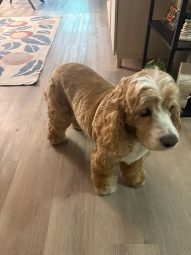 Lush Spaw — customer photo 2
