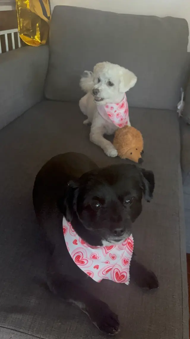 Customer photo from Abigail's review