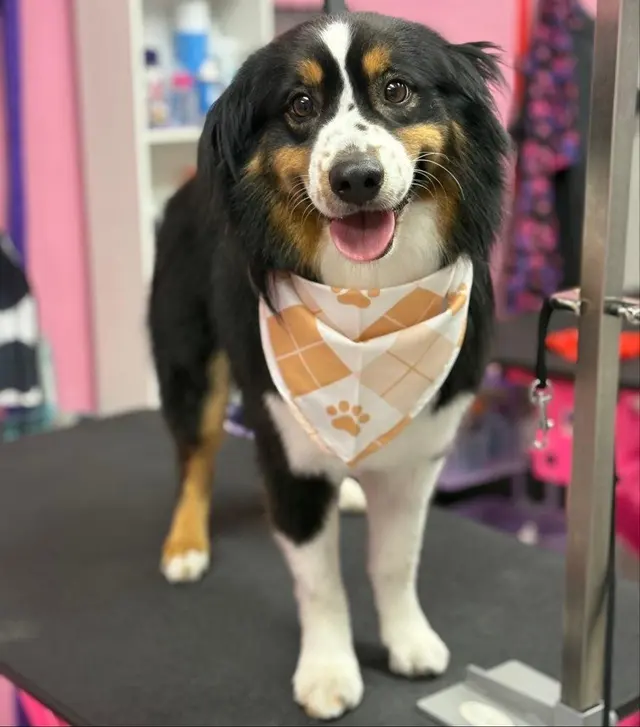 Lush Spaw — customer photo 6