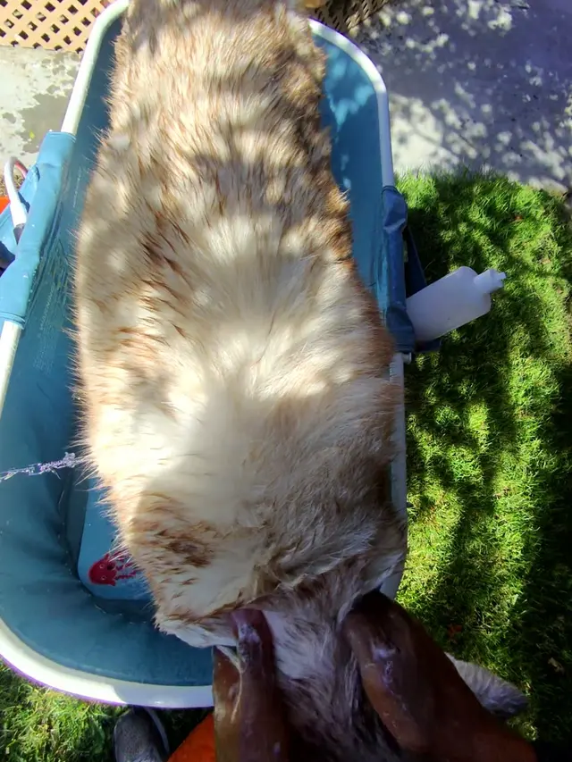 Bay Area Mobile Dog Wash — photo from the business 10