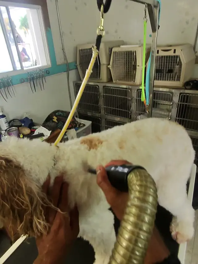 Bay Area Mobile Dog Wash — photo from the business 8