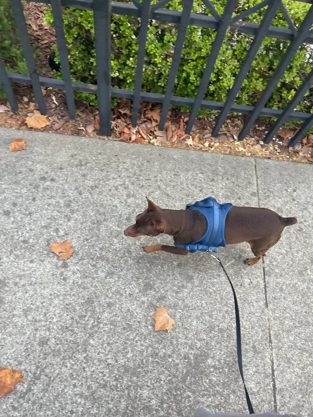 Customer photo of work by Bay Area Mobile Dog Wash, from Kobe Berkley's review