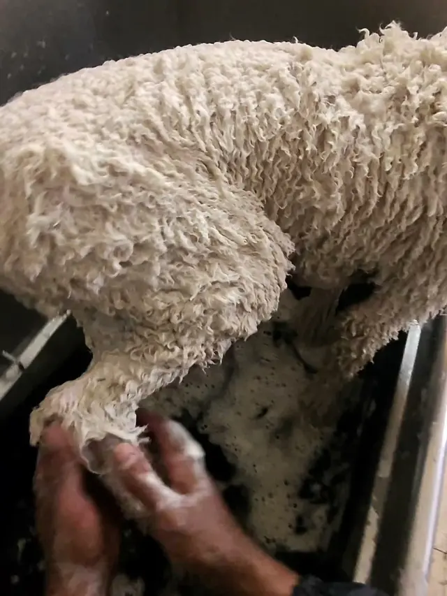 Bay Area Mobile Dog Wash — photo from the business 3