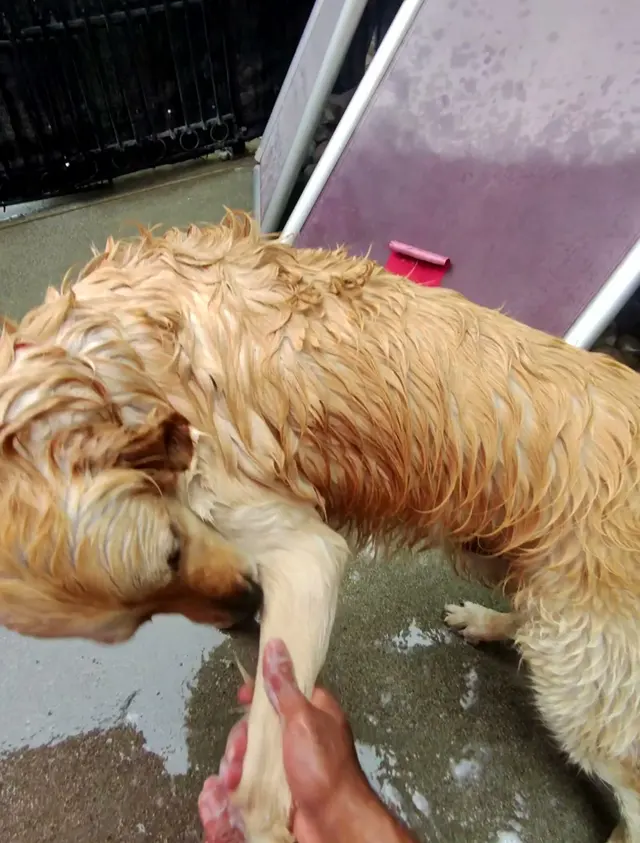 Bay Area Mobile Dog Wash — photo from the business 11