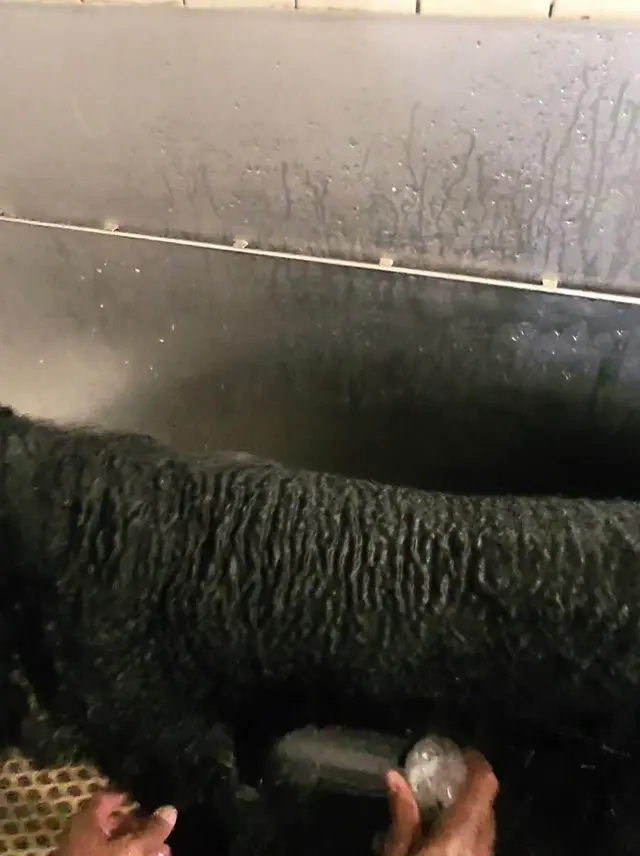 Bay Area Mobile Dog Wash — photo from the business 12