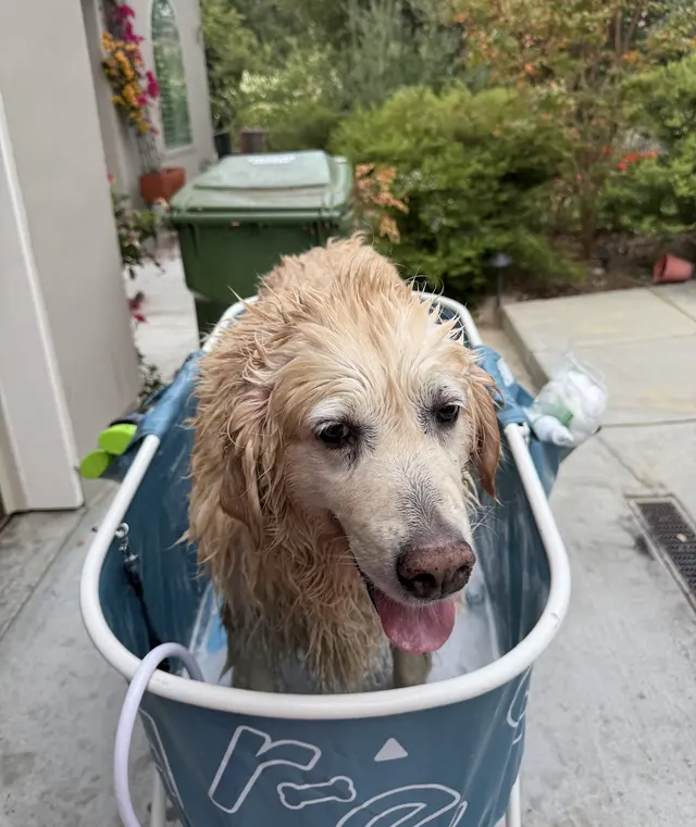 Bay Area Mobile Dog Wash — photo from the business 9
