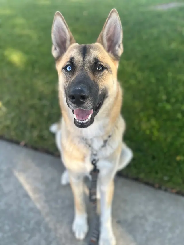 Customer photo of work by Bay Area Mobile Dog Wash, from Maria Bellorado's review
