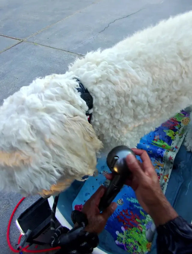 Bay Area Mobile Dog Wash — photo from the business 7