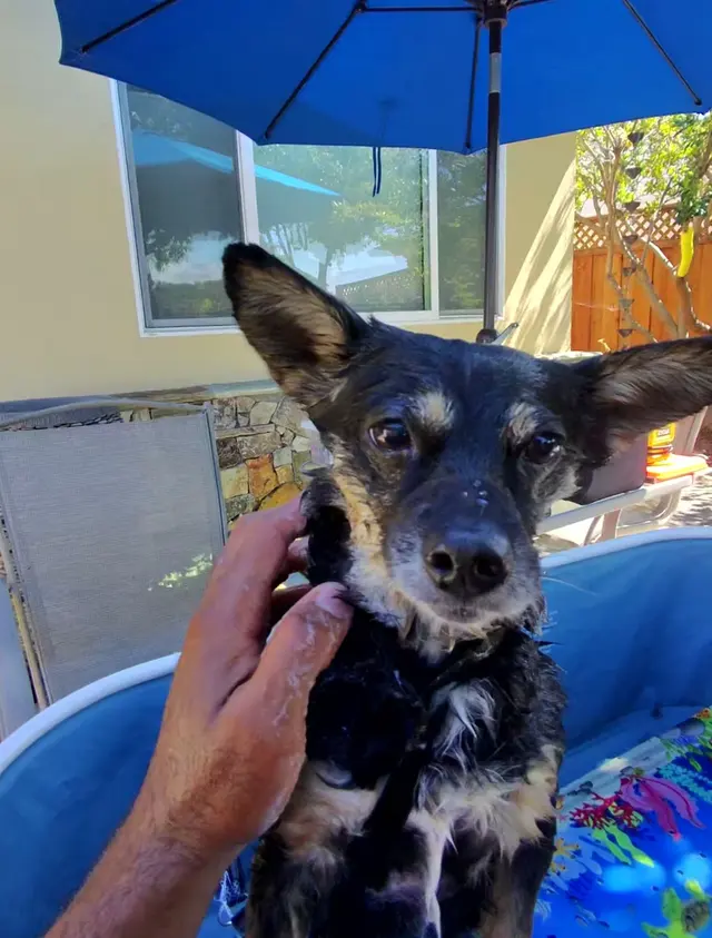 Bay Area Mobile Dog Wash — photo from the business 4