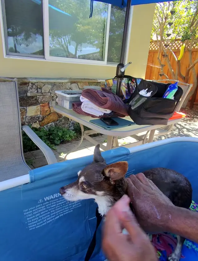 Bay Area Mobile Dog Wash — photo from the business 6