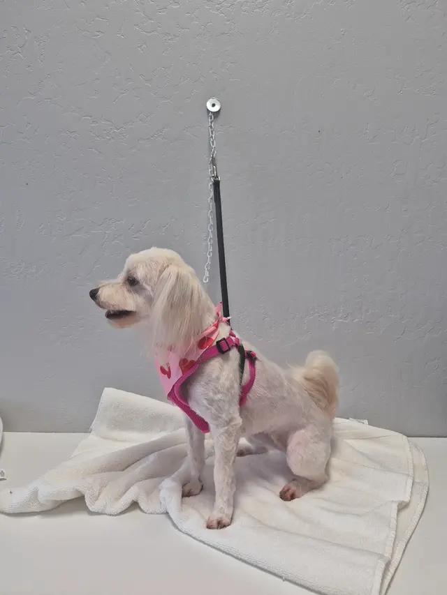 Sweet Rascals Dog Grooming — photo from the business 4