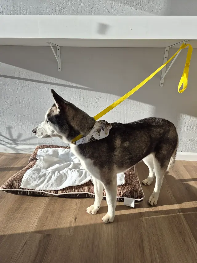 Sweet Rascals Dog Grooming — photo from the business 6