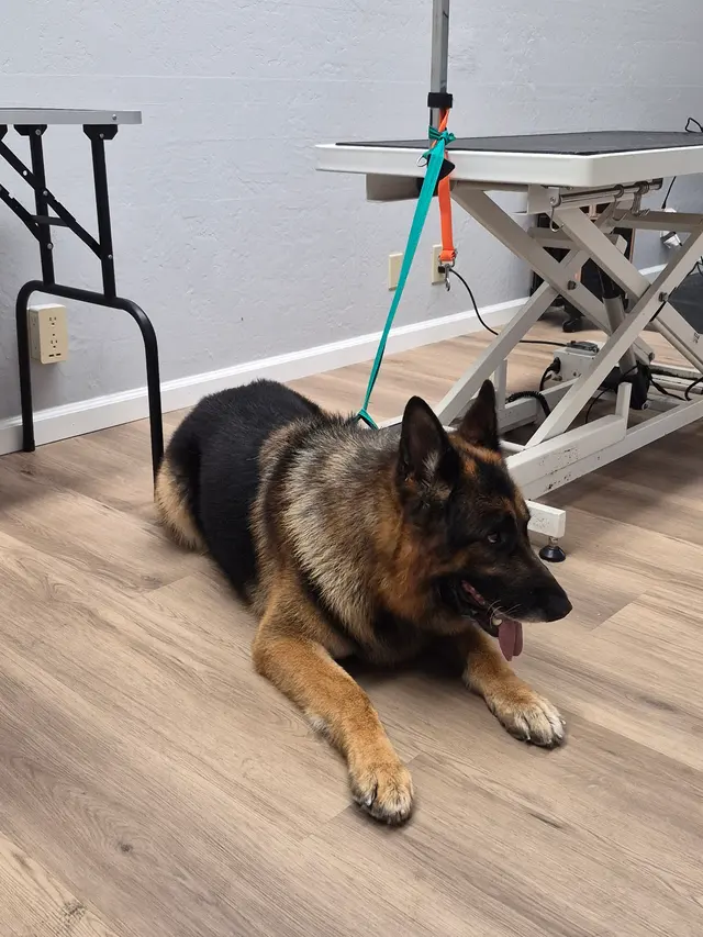 Sweet Rascals Dog Grooming — photo from the business 8
