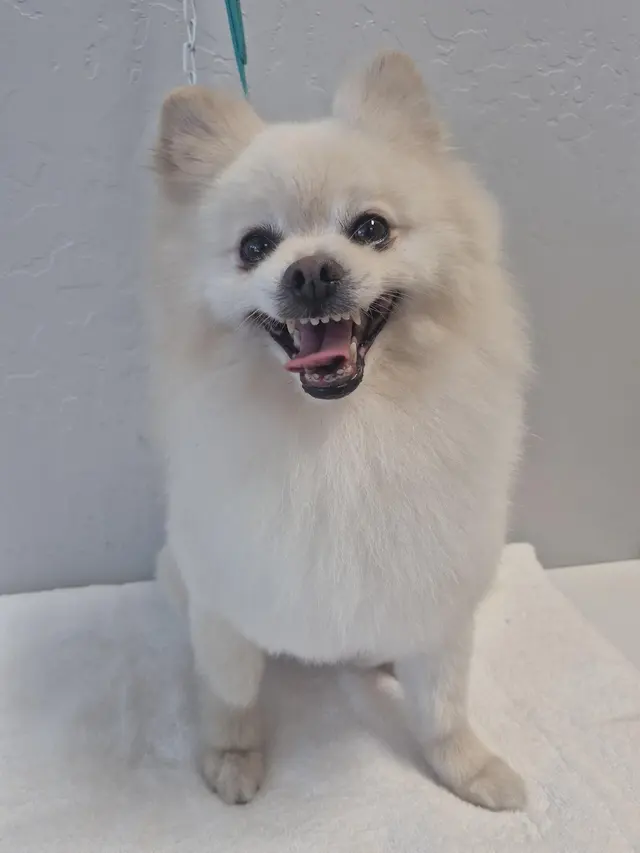 Sweet Rascals Dog Grooming — photo from the business 10
