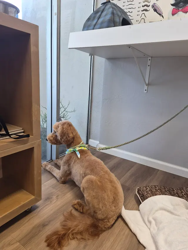 Sweet Rascals Dog Grooming — photo from the business 3