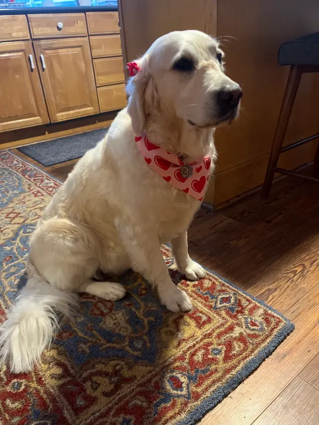Customer photo from Pat's review