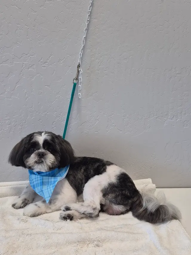 Sweet Rascals Dog Grooming — photo from the business 7
