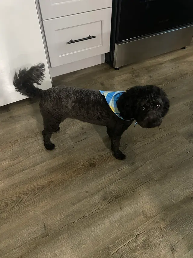 Sweet Rascals Dog Grooming — customer photo 5