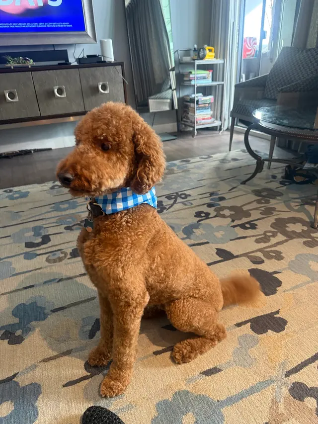 Customer photo of work by Sweet Rascals Dog Grooming, from Priscilla Haynes's review