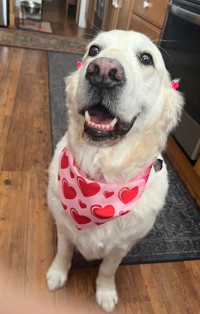 Sweet Rascals Dog Grooming — customer photo 12