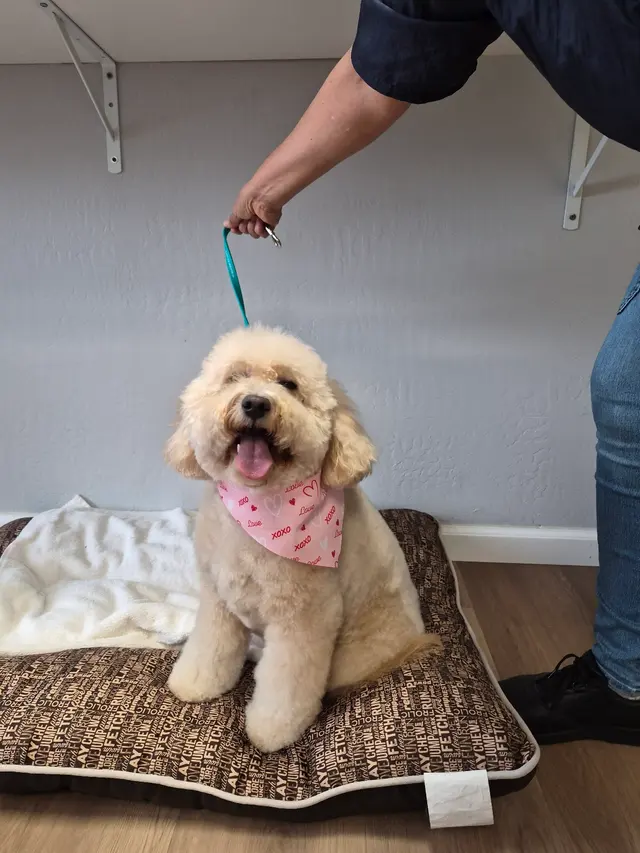 Sweet Rascals Dog Grooming — photo from the business 2