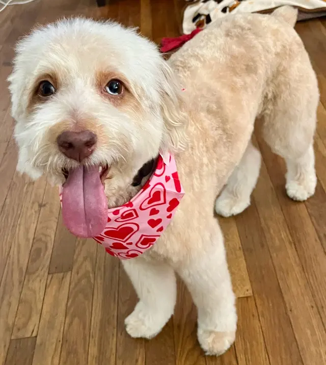 Sweet Rascals Dog Grooming — customer photo 9