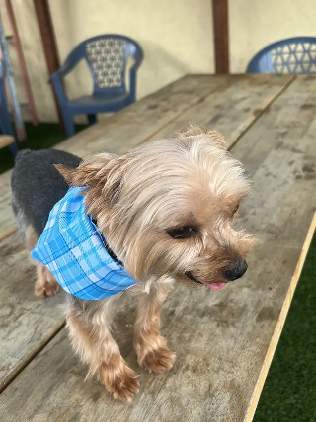 Customer photo of work by Sweet Rascals Dog Grooming, from Paola Avakiyan's review