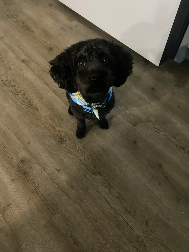 Customer photo of work by Sweet Rascals Dog Grooming, from Cristina Doroteo's review