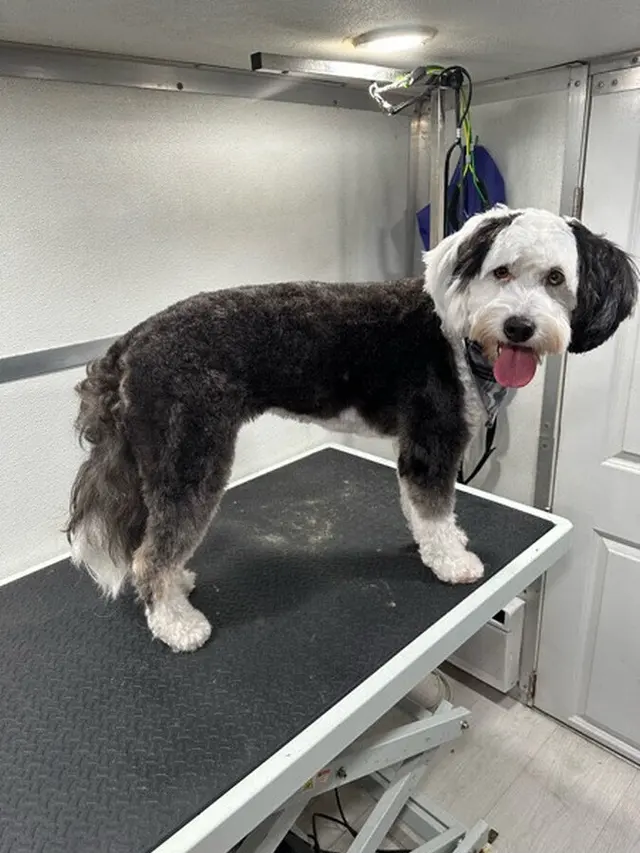 Alpha Grooming Pet Salon — photo from the business 5