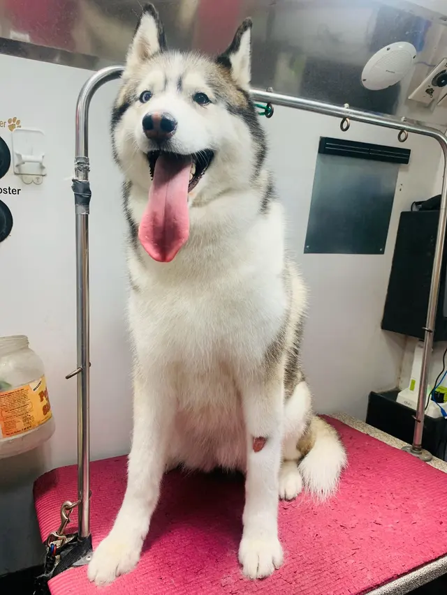 Alpha Grooming Pet Salon — photo from the business 11