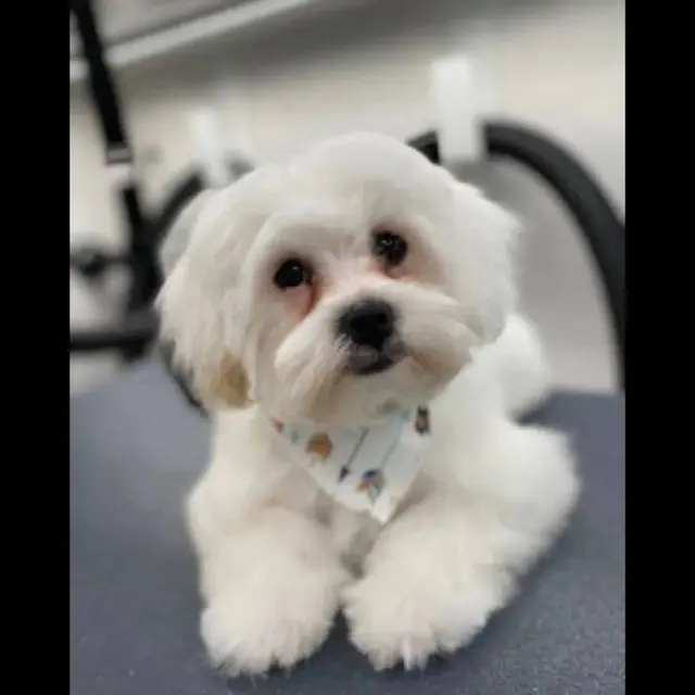 Alpha Grooming Pet Salon — photo from the business 3