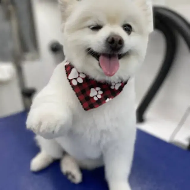 Alpha Grooming Pet Salon — photo from the business 7