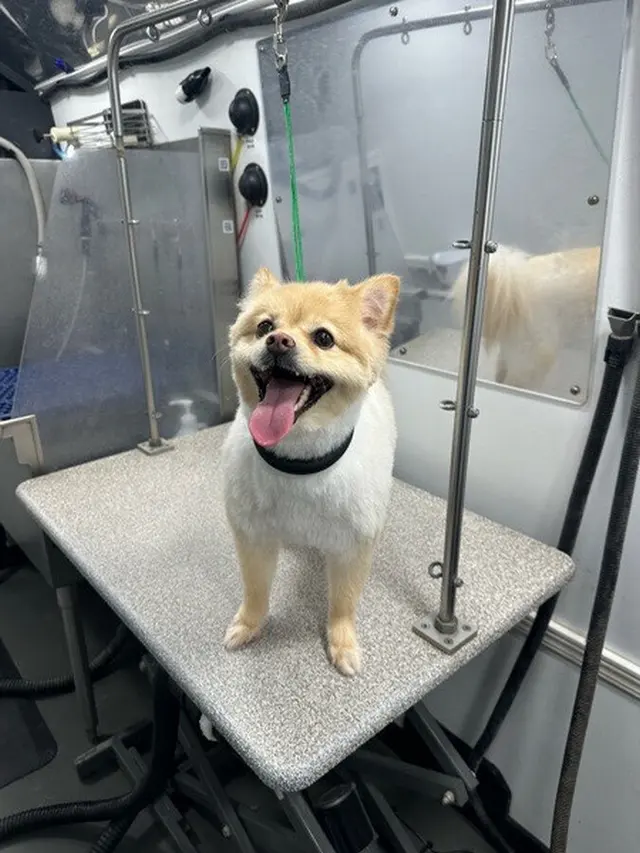 Alpha Grooming Pet Salon — photo from the business 8