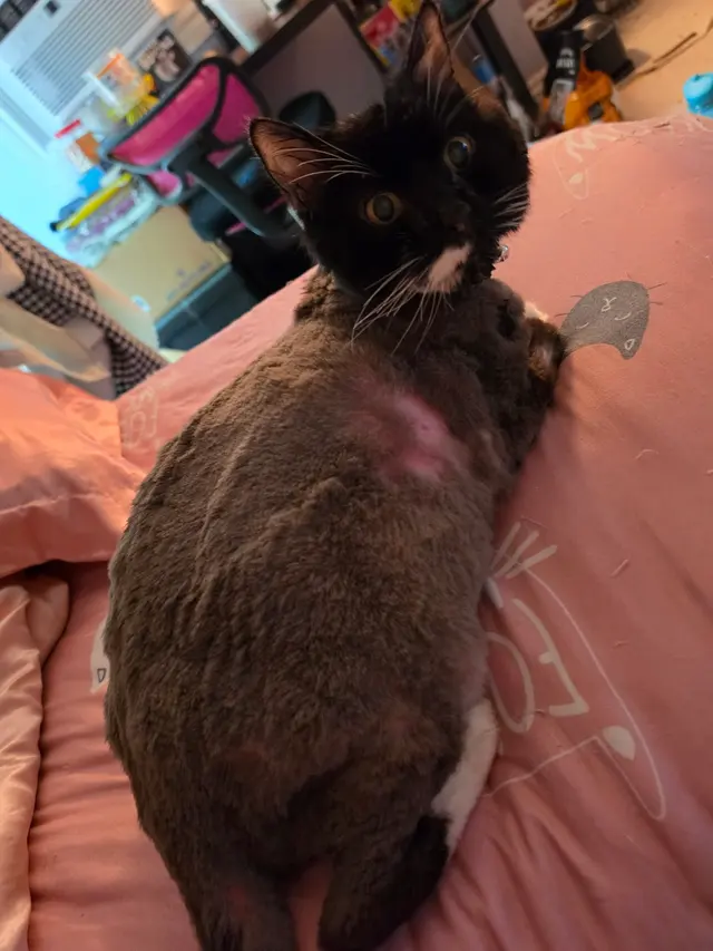 Customer photo of work by Alpha Grooming Pet Salon, from Tiffanie Chong's review