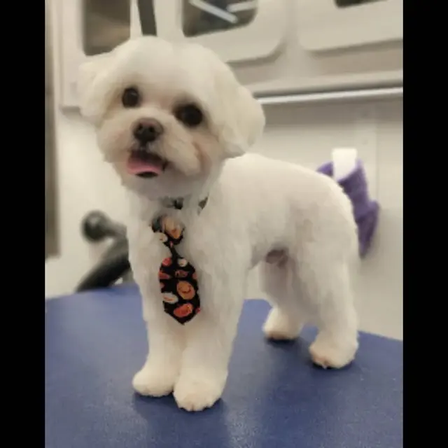 Alpha Grooming Pet Salon — photo from the business 6