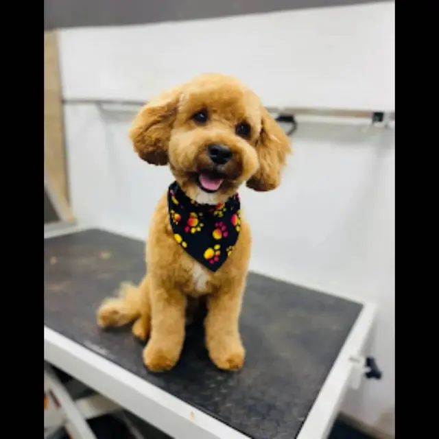 Alpha Grooming Pet Salon — photo from the business 4