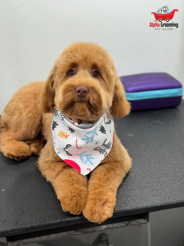 Alpha Grooming Pet Salon — photo from the business 1
